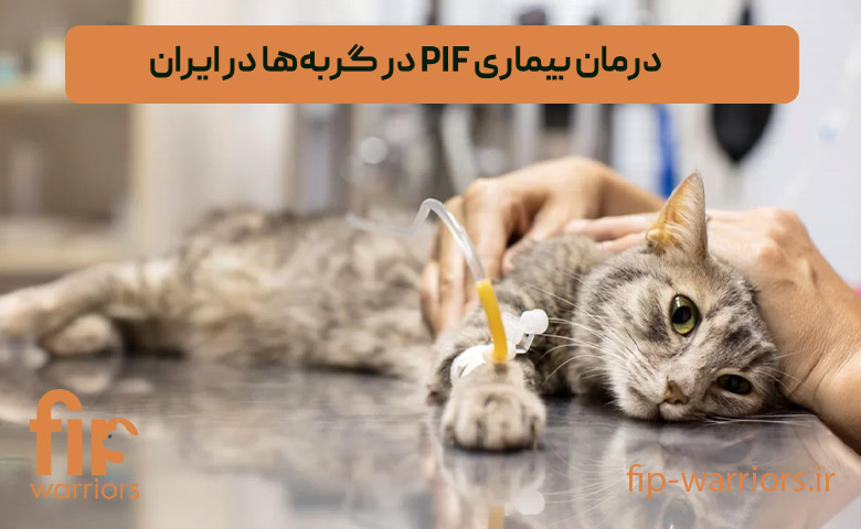 داروی GS-441524 برای FIP گربه ها: خرید مطمئن در ایران