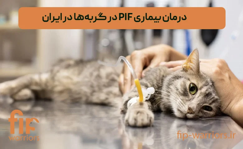 داروی GS-441524 برای FIP گربه ها: خرید مطمئن در ایران