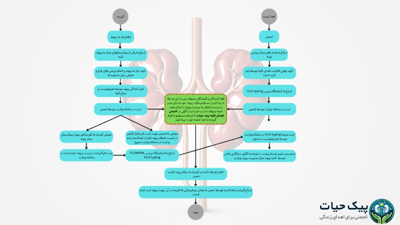 فرآیند اهدای کلیه در ایران: هر آنچه باید بدانید
