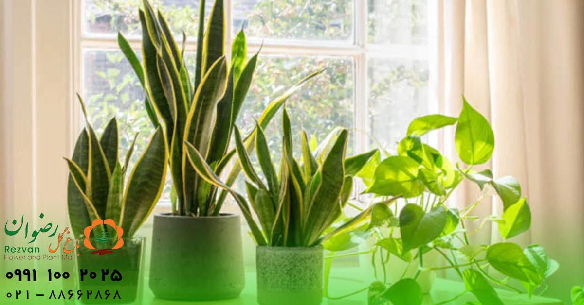 اتاق خواب | آرامش گیاه آپارتمانی مناسب برای اتاق خواب؛ انتخاب بهترین گیاهان برای خواب آرام و هوای سالم