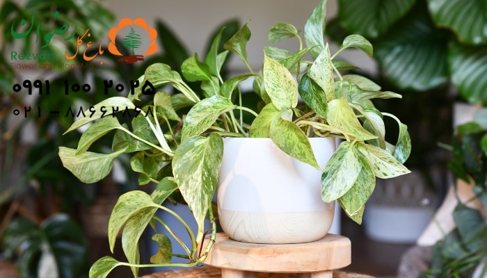 اتاق خواب | آرامش گیاه آپارتمانی مناسب برای اتاق خواب؛ انتخاب بهترین گیاهان برای خواب آرام و هوای سالم