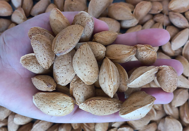 بادام درختی ایرانی را از کجا بخریم؟ راهنمای انتخاب و خرید مطمئن