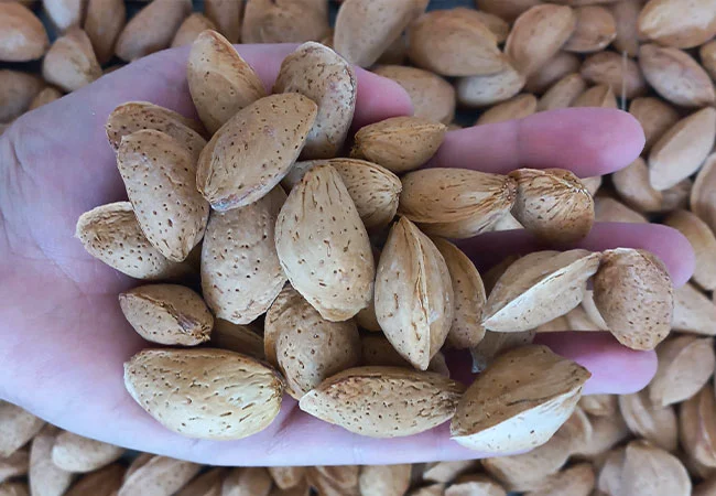 بادام درختی ایرانی را از کجا بخریم؟ راهنمای انتخاب و خرید مطمئن